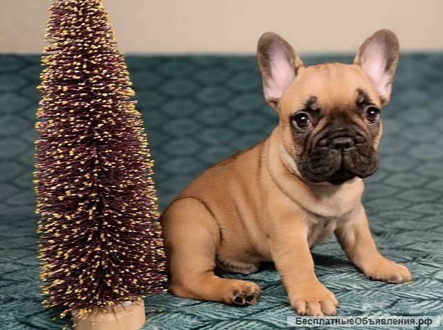 Щенки французского бульдога