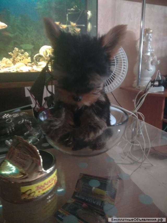 Щенки йоркширского терьера