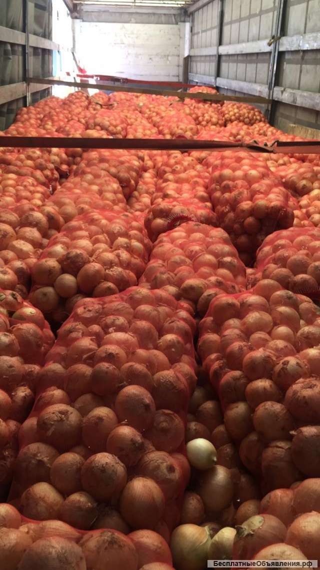 Лук репчатый оптом с полей краснодарского края