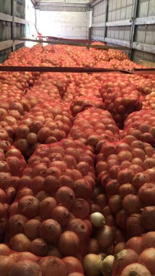 Лук репчатый оптом с полей краснодарского края