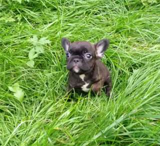 Роскошные девочки Французского бульдога 3 месяца