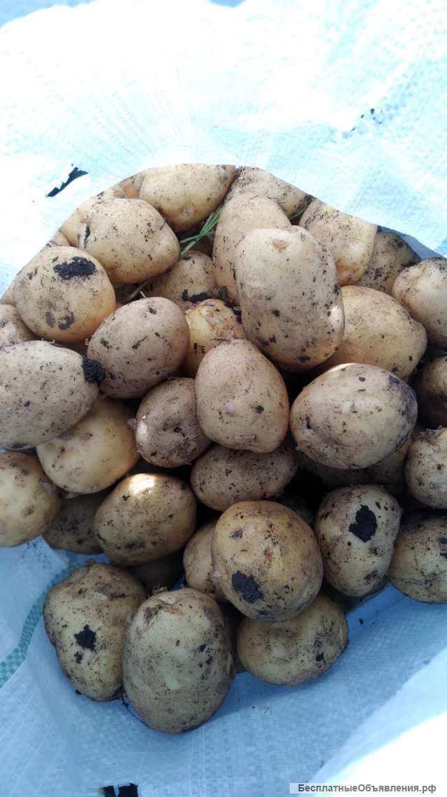 Картофель оптом, сорт Ривьера