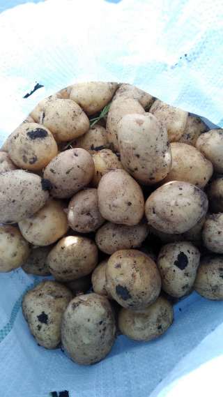 Картофель оптом, сорт Ривьера