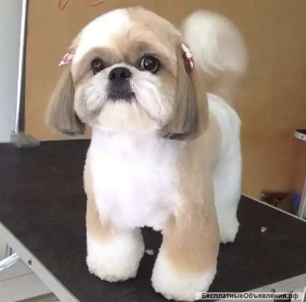 Стрижка собак и кошек