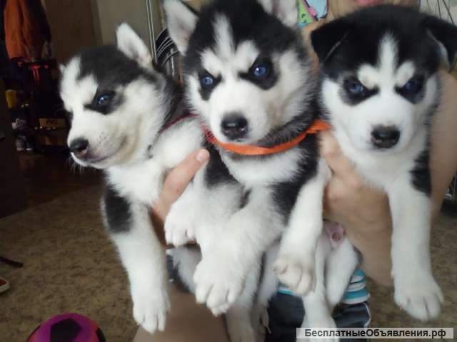 Милые щенки сибирская хаски