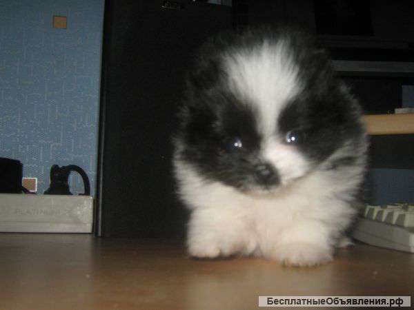 Щеночки шпица