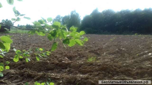 30 соток у Озернинского водохранилища. Лпх, свет на участке. Рядом лес