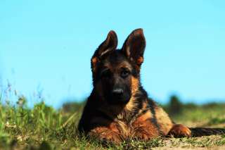 Щенки немецкой овчарки