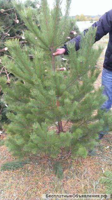 Оптовая продажа новогодних сосен(елок)