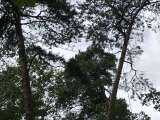 Расчистка участка, удаление, спил, валка деревьев в Дедовске