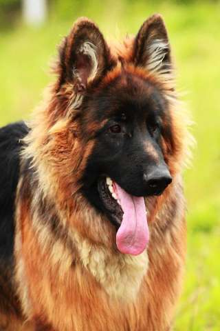 Кобель ДШ 8 мес