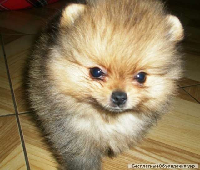 Красивые щенки шипцы