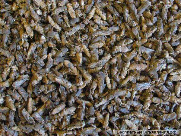 Азиатская медведка