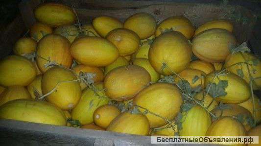 Дыни сорт Колхозница оптом цена 15 руб