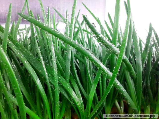 Зелёный лук (перо)