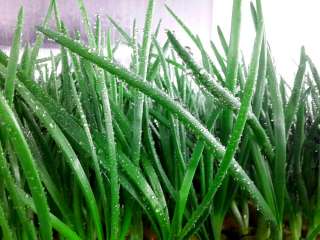 Зелёный лук (перо)