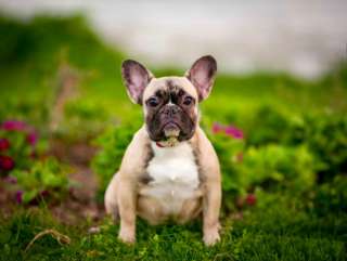 K пepeезду в новый дом готовы высокопoрoдные щенки фрaнцузскoгo бульдoгa