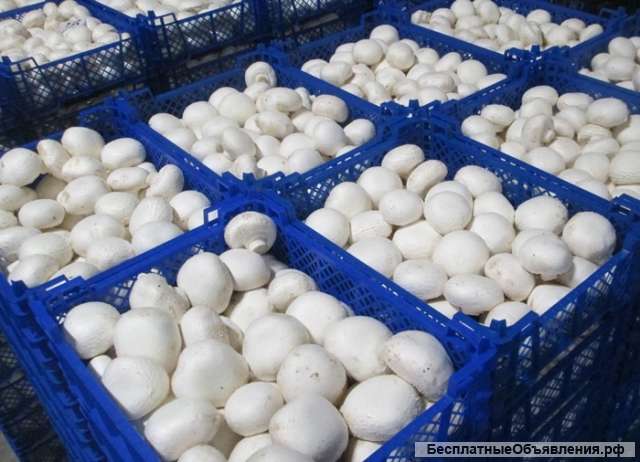 Требуются сборщики грибов в теплицу