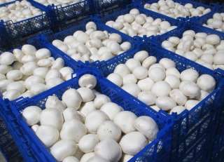 Требуются сборщики грибов в теплицу