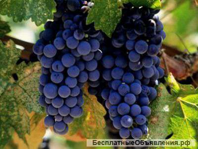 Винный сорт винограда оптом цена 20 руб