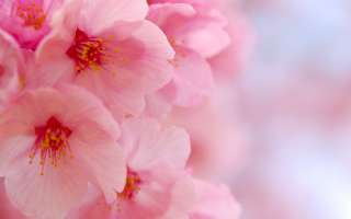 Психолог. Психолог Детский. Психолог взрослый.