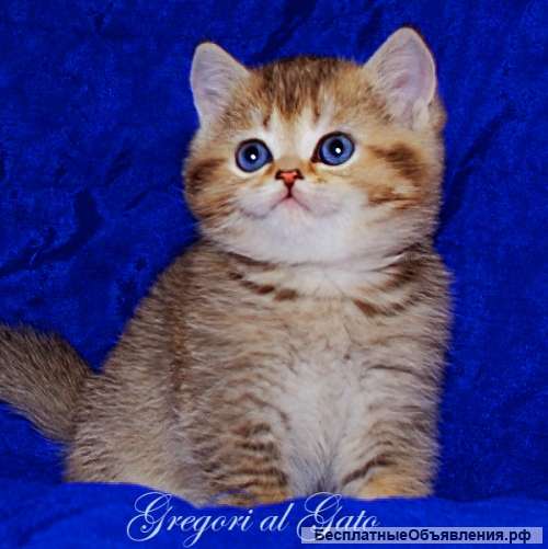 Золотые плюшевые британские котята с изумрудными глазами