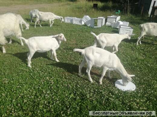 Зааненских козочек