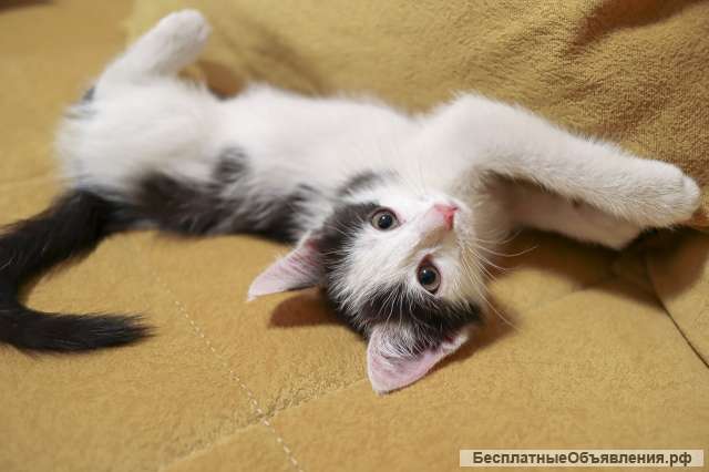 Котята мальчик и девочка ищут дом