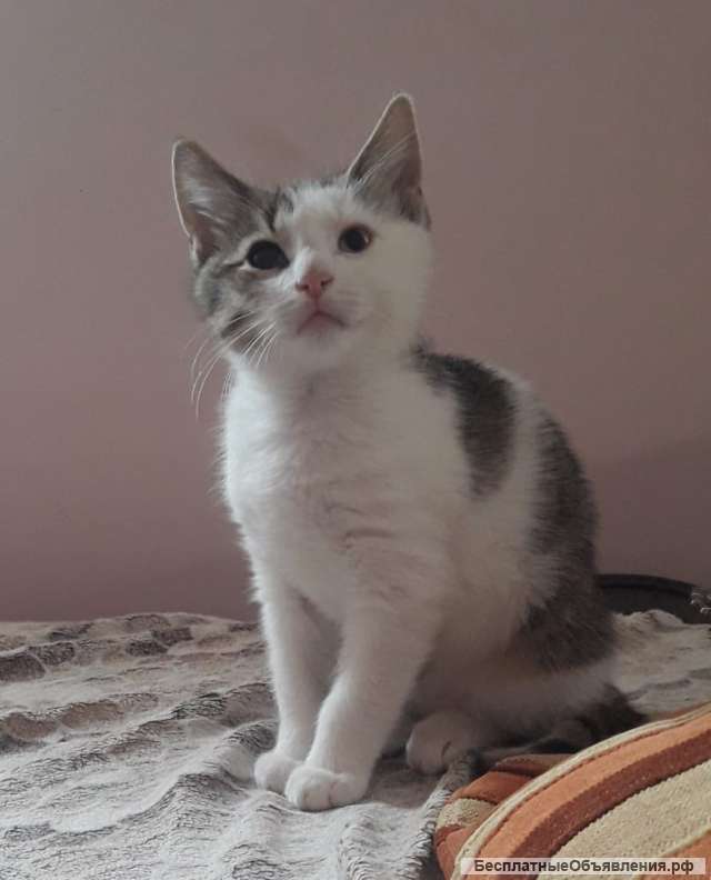 Метисы бенгала котята