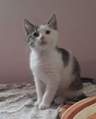 Метисы бенгала котята