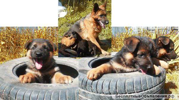 Щенков немецкой овчарки