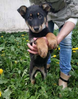 Ищут дом очаровательные малыши