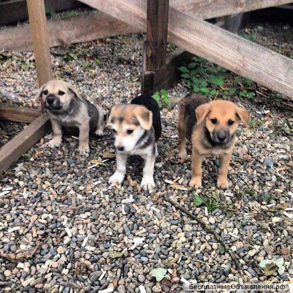 Щенки