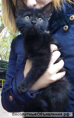 Котят.Отдам в хорошие руки.
