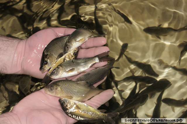 Нужна финансовая помощь