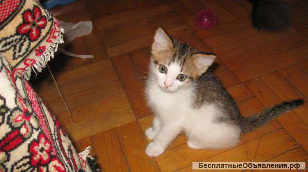 Котенок-мальчик 3,5 мес