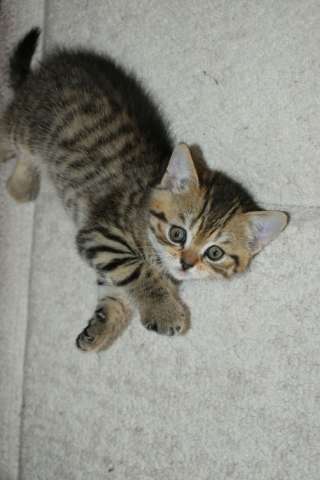 Шотландские