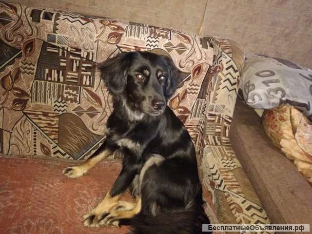 Принцесса Марго от красивых родителей в добрые руки