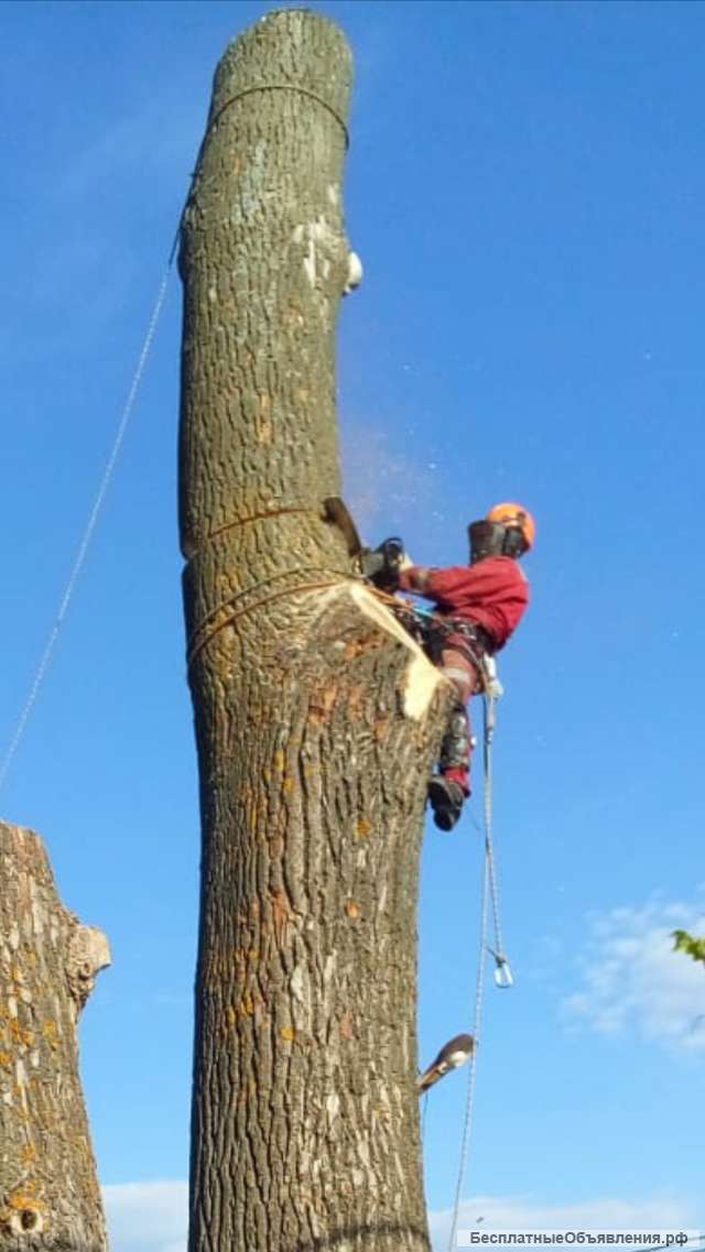 Удаление деревьев, веток. Кронирование