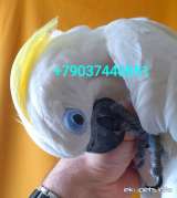 Попугай синеочковый какаду (Cacatua ophthalmica) - ручные птенцы из питомника