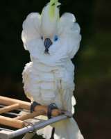 Попугай синеочковый какаду (Cacatua ophthalmica) - ручные птенцы из питомника