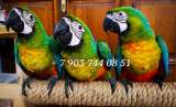 Милиголд (гибрид попугаев ара) - ручные птенцы из питомника