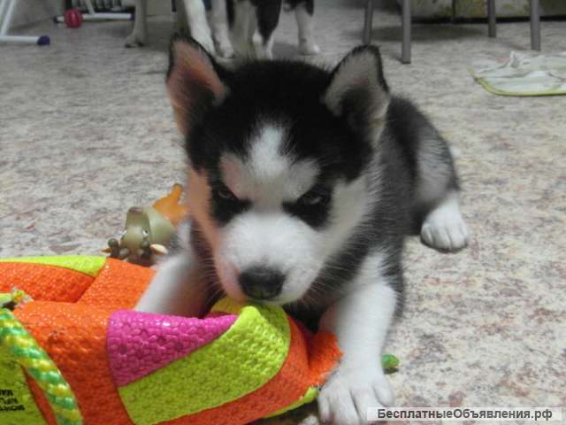 Щенка сибирская хаски