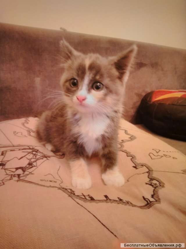 Котенок, девочка, 1,5 мес. Бесплатно. Лобня, Москва