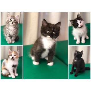Сказочные красивые котята в добрые руки