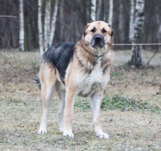 Алабай Самир ищет дом или достойную работу. Отдаем в дар.