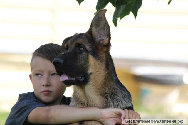 Кобель 3.5 мес.