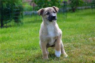 Чудесные щенки ищут любящую семью