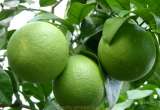 "Продам саженцы Апельсина с плодами (комнатное растение) и много других растений (опт от 1000 грн)