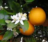 "Продам саженцы Апельсина с плодами (комнатное растение) и много других растений (опт от 1000 грн)